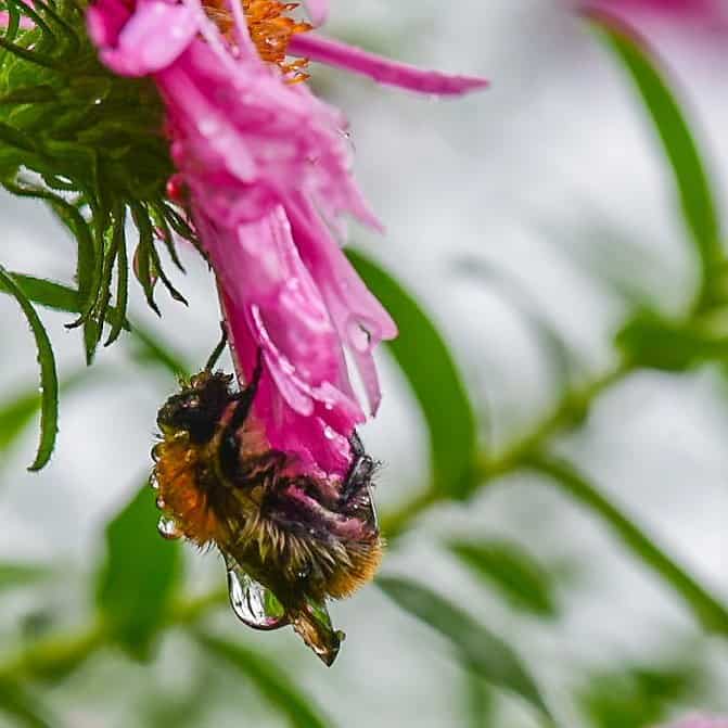 rain bee