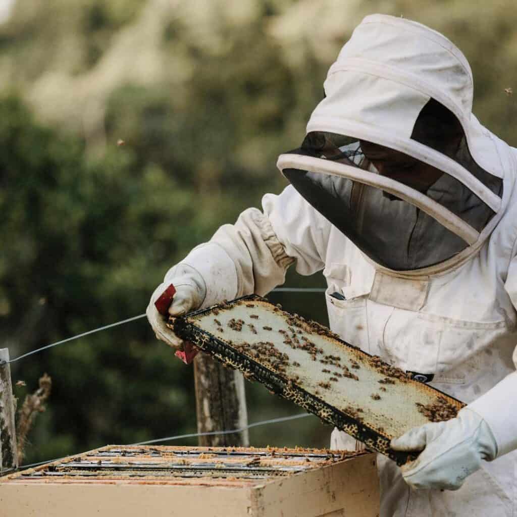 beekeeper