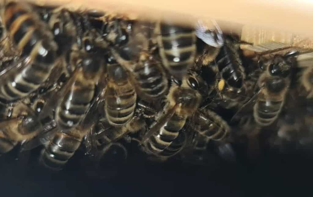 What Do Bees Do At Night My honeyextractor