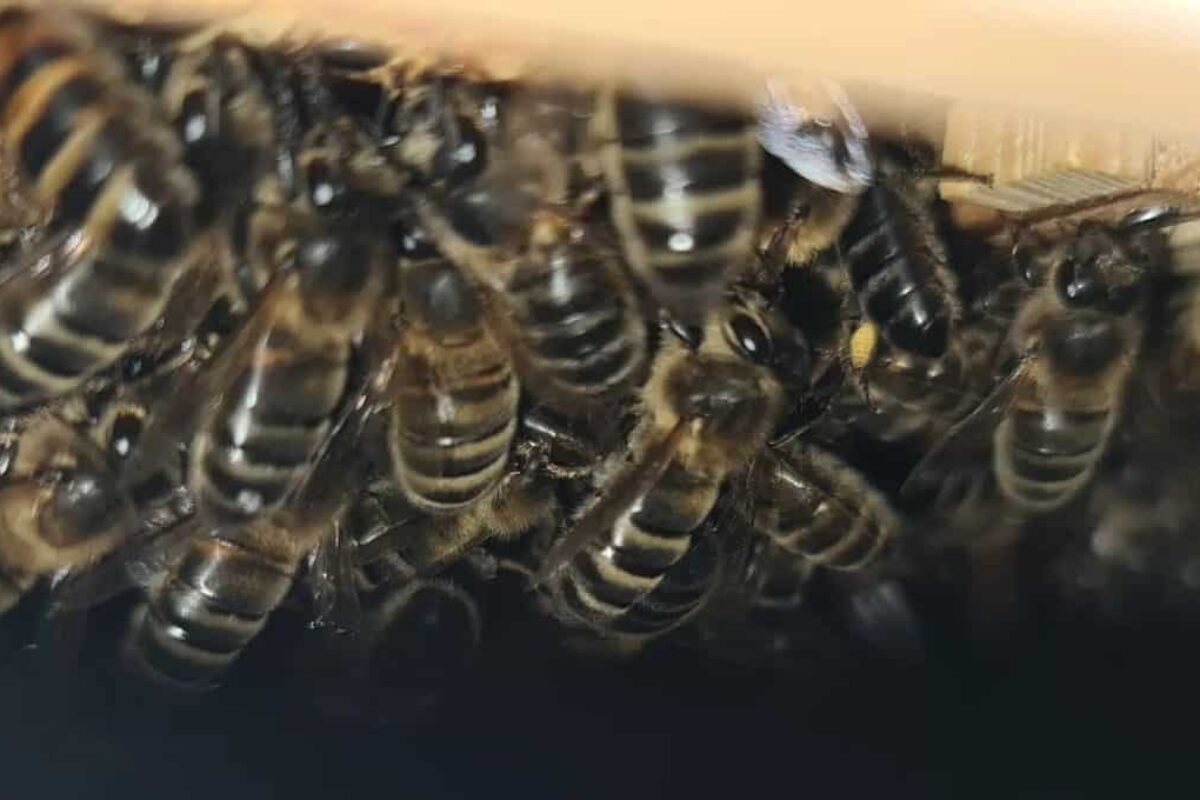 What do bees do at night?