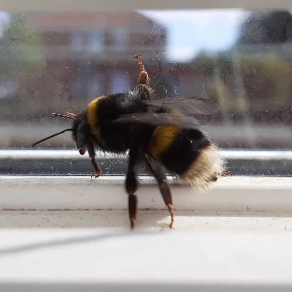 bee in house