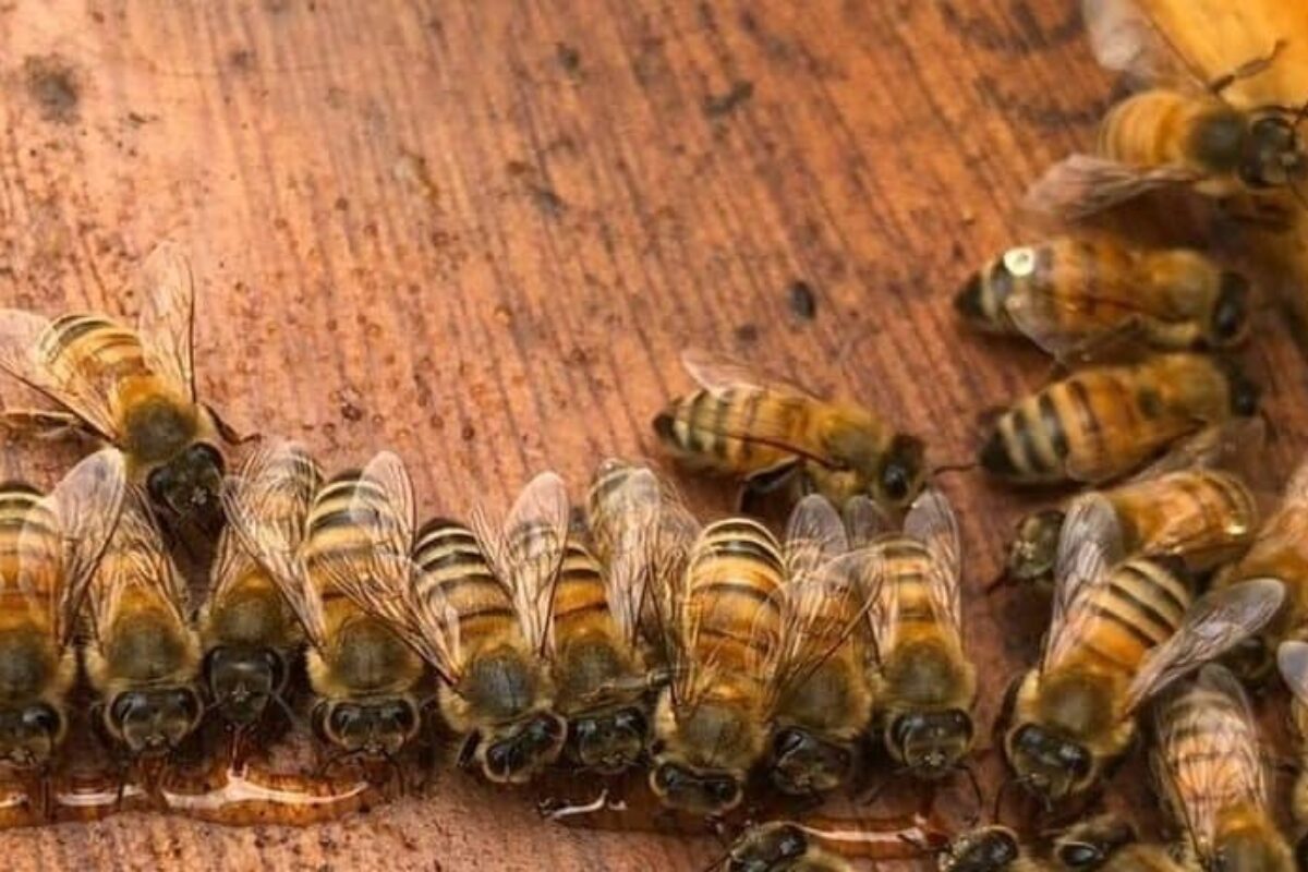 Bees and temperature: all you need to know