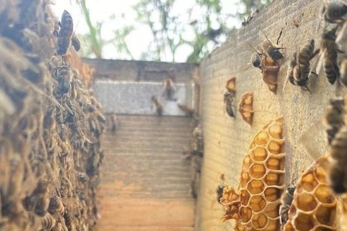 Why do bees build comb between frames?