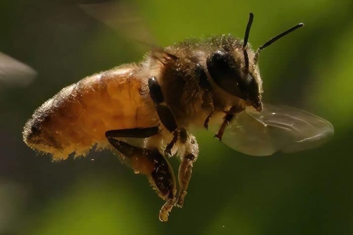 How high can a bee fly?