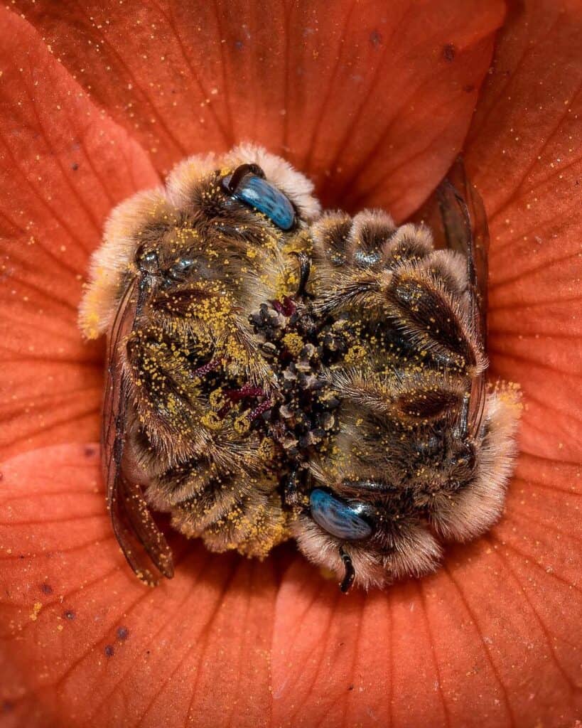 sleeping bees in flower