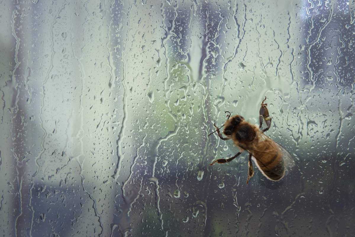 Where do bees go when it rains?