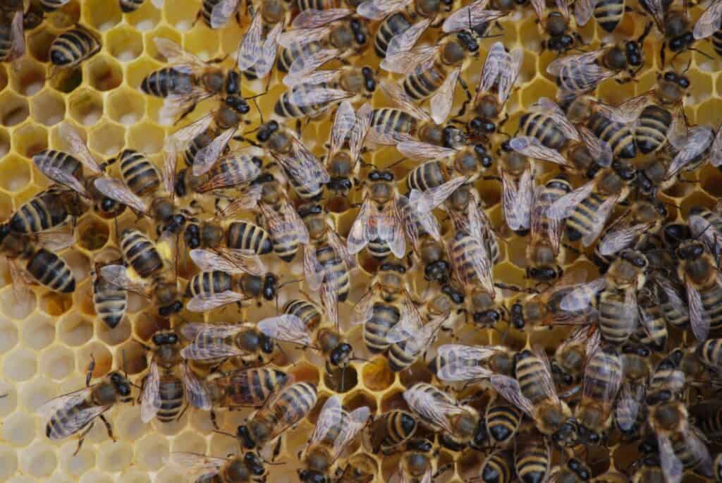 bees in hive