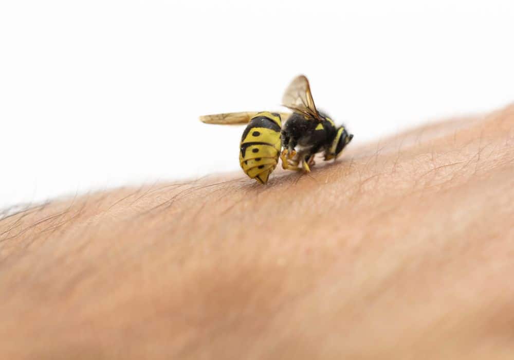 A bee sits on the arm
