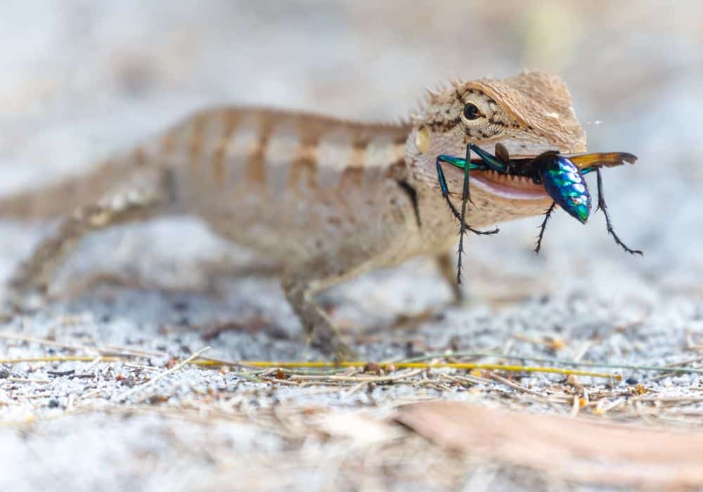 A lizard eats a colorful wasp