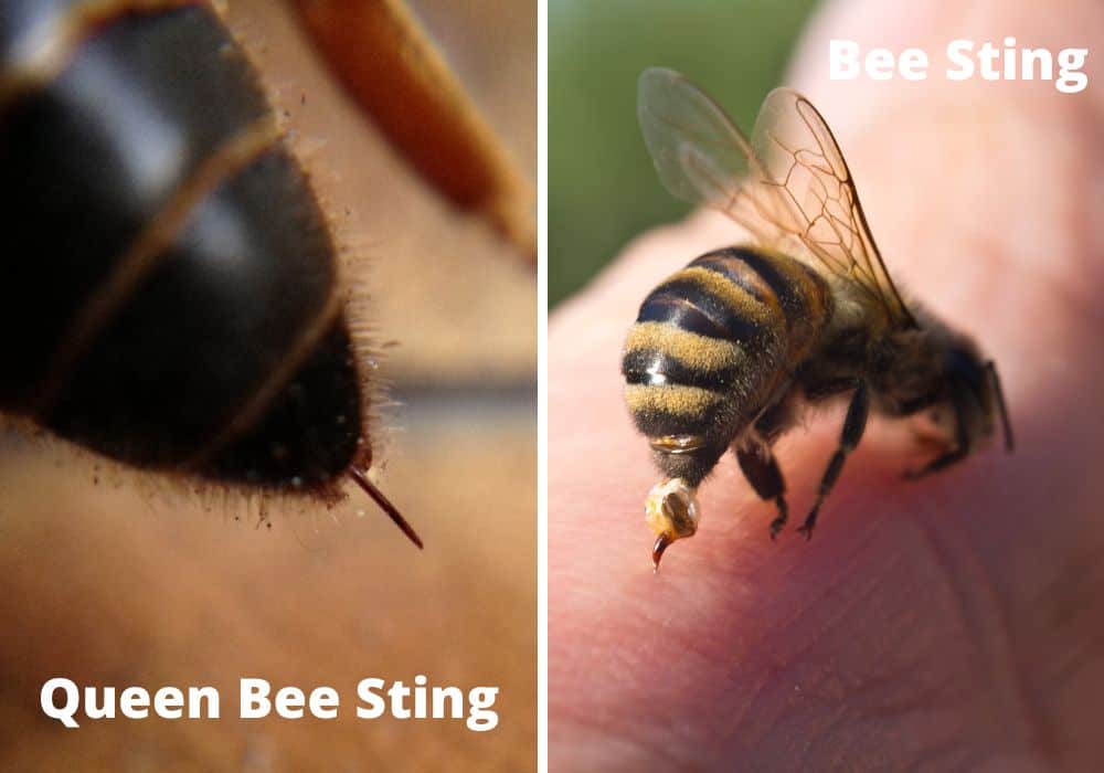 Sting of the queen bee and the bee