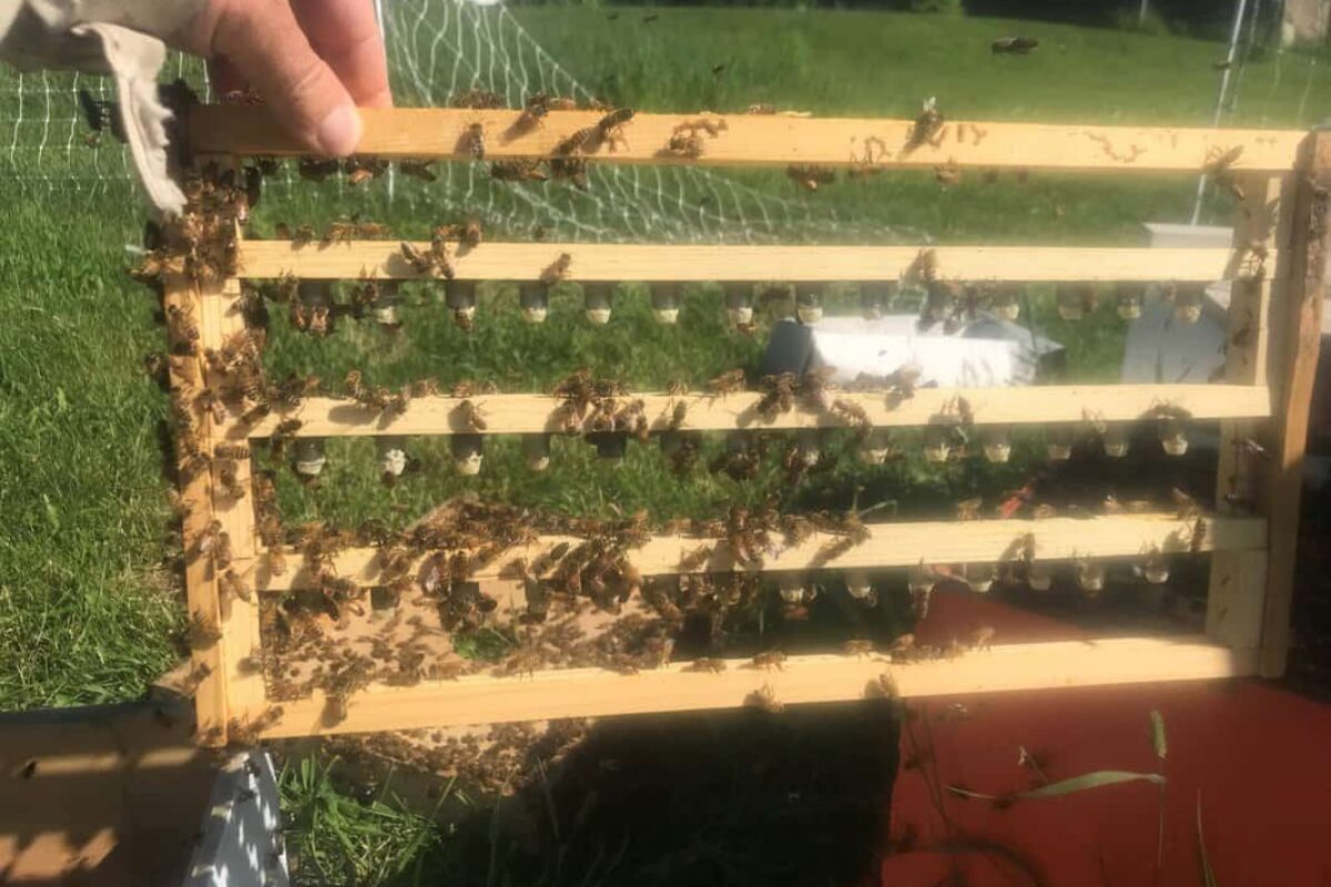 Beekeeping: Understanding the Benefits of Keeping 2 Queen Bees