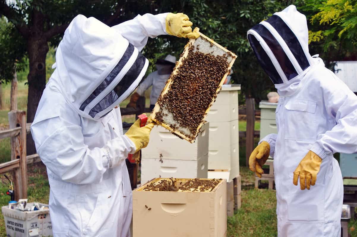 Advantages Of Keeping A Smaller Hive