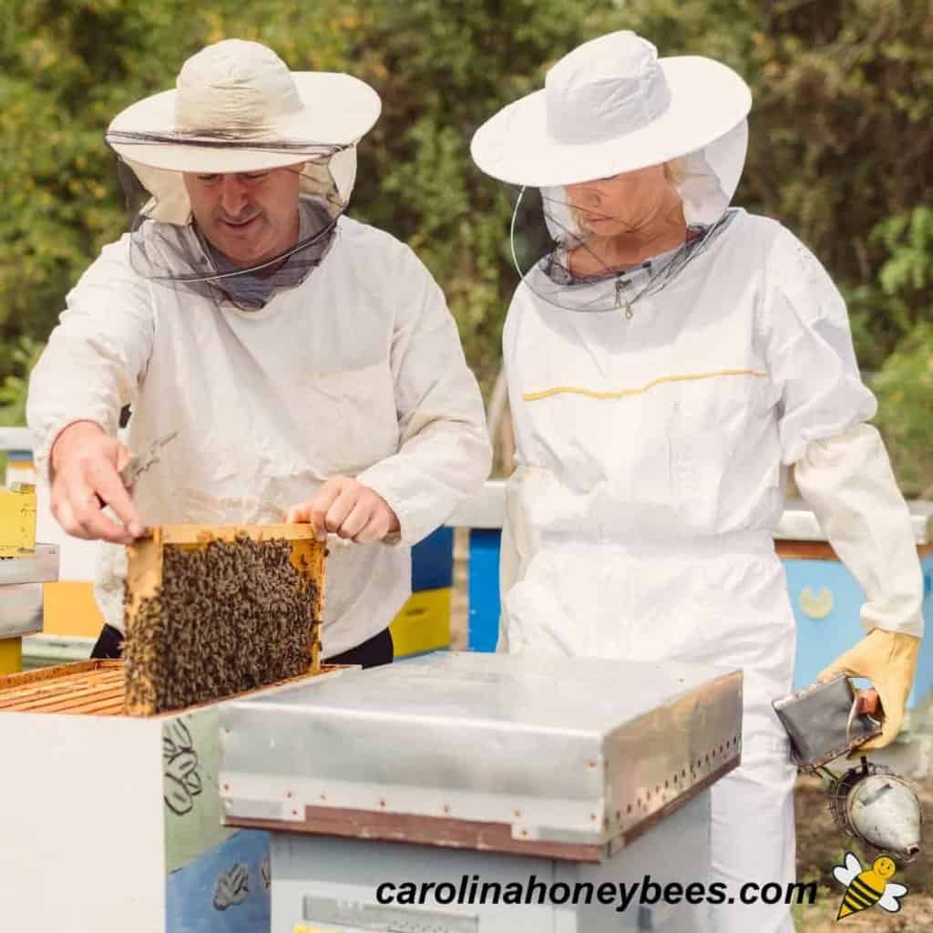 Alternatives To Bleach For Beekeepers