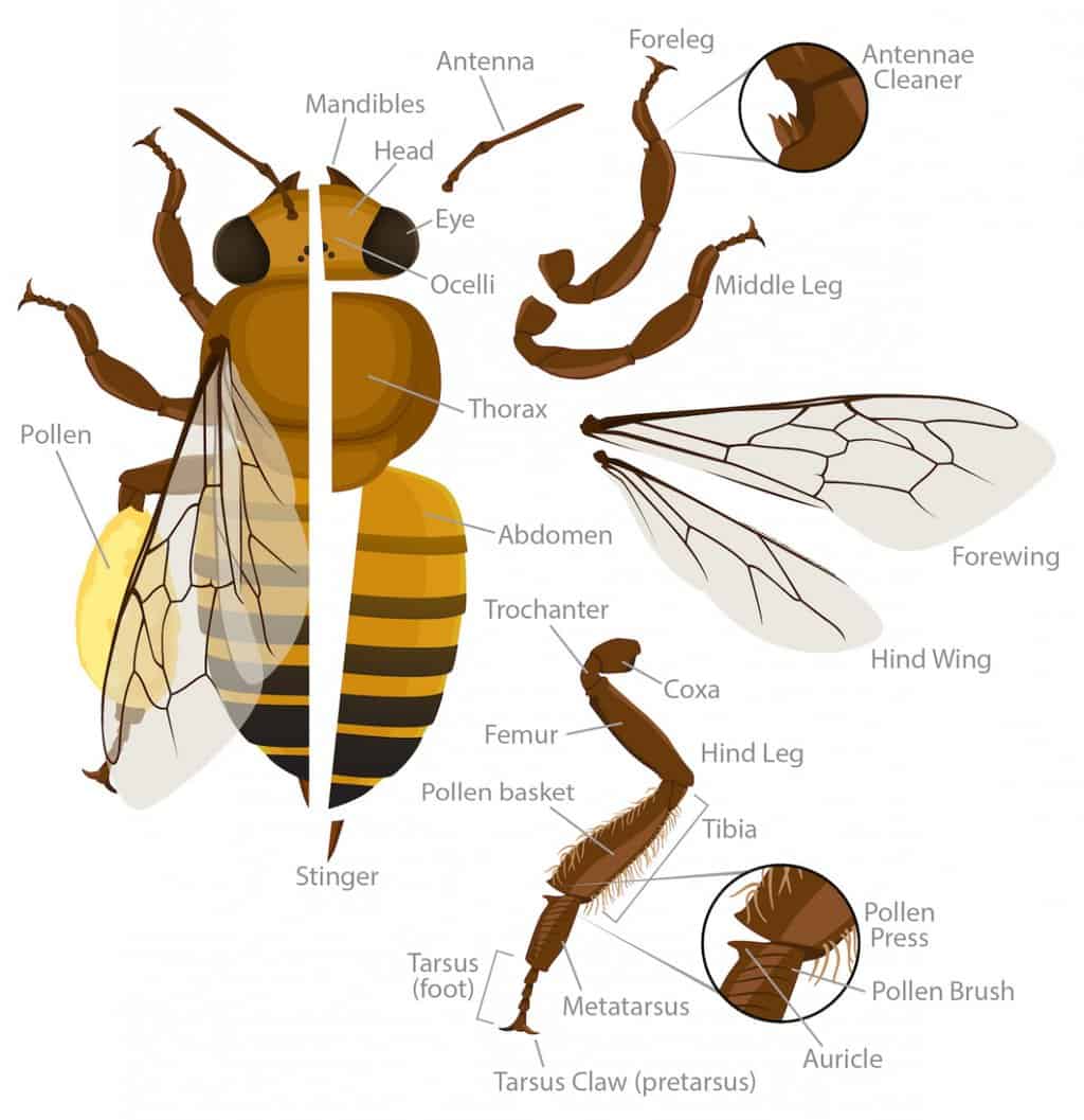 Anatomy Of A Honey Bee