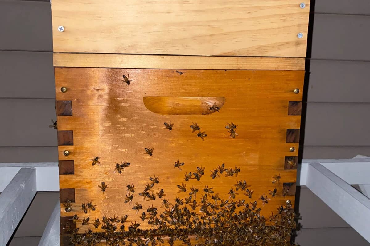 Beekeeping: Uncovering the Truth About Are Bees Nocturnal?