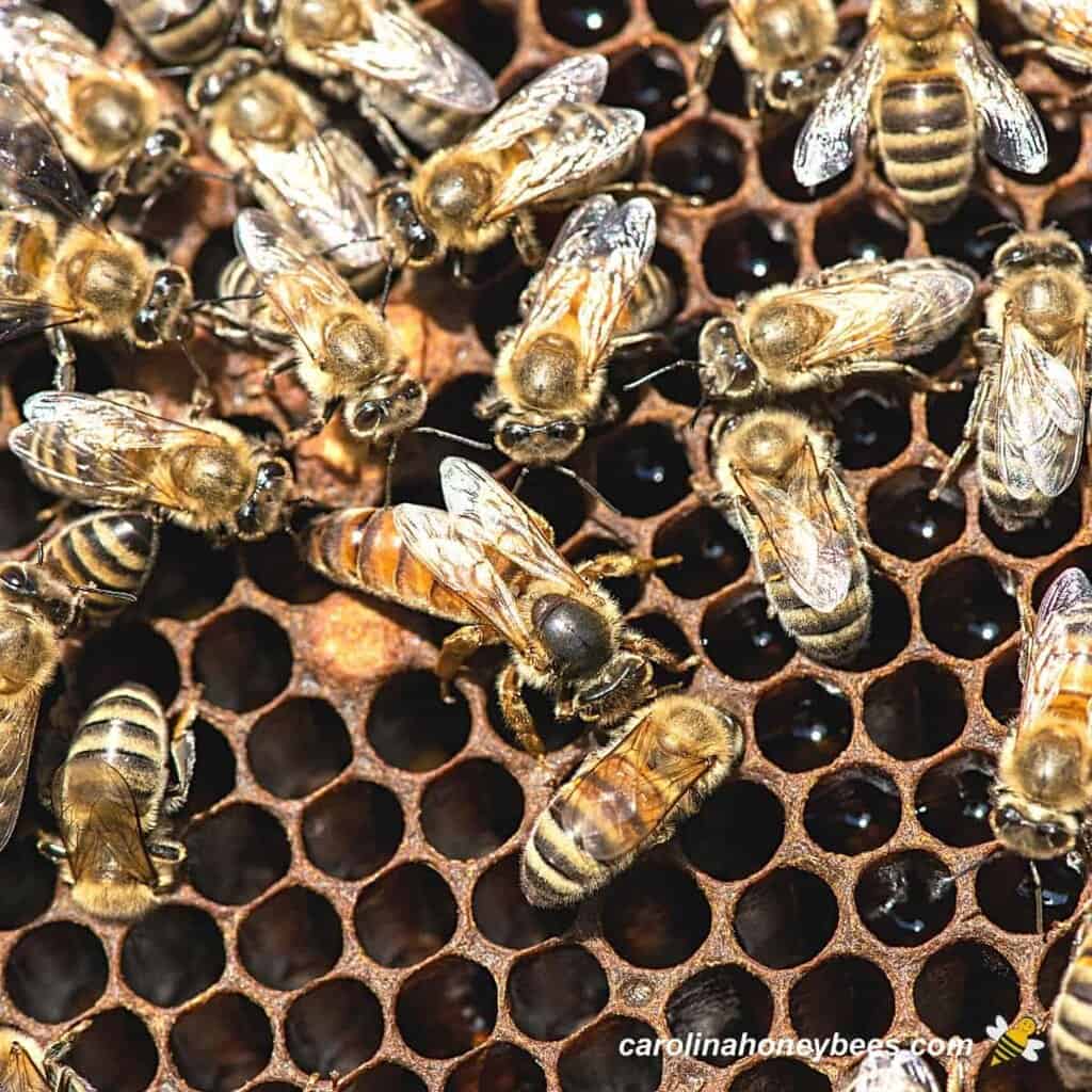 Are Queen Bees Dangerous?