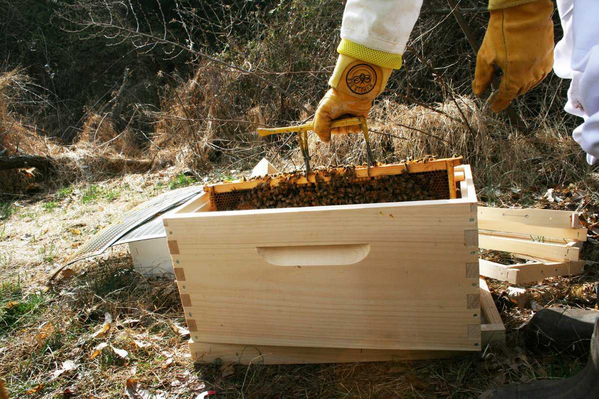 Discovering the Joy of Beekeeping – My Journey as a Beekeeper with a Bee Following Me Everywhere!