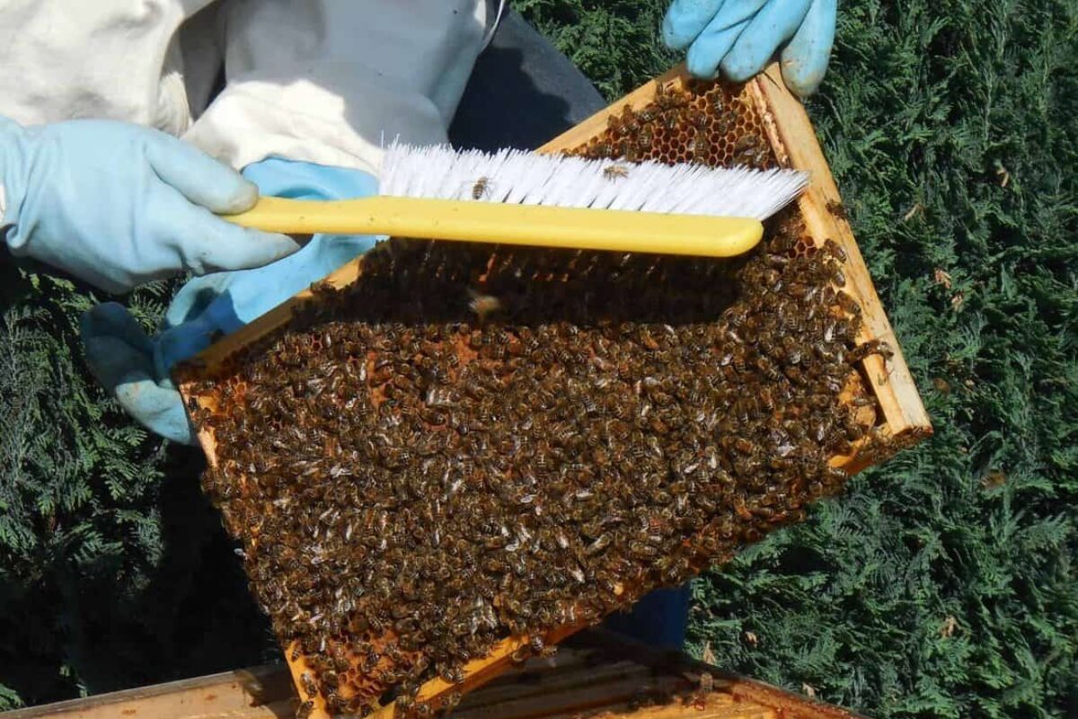 Beekeeping: How to Handle and Prevent Bee Hurt