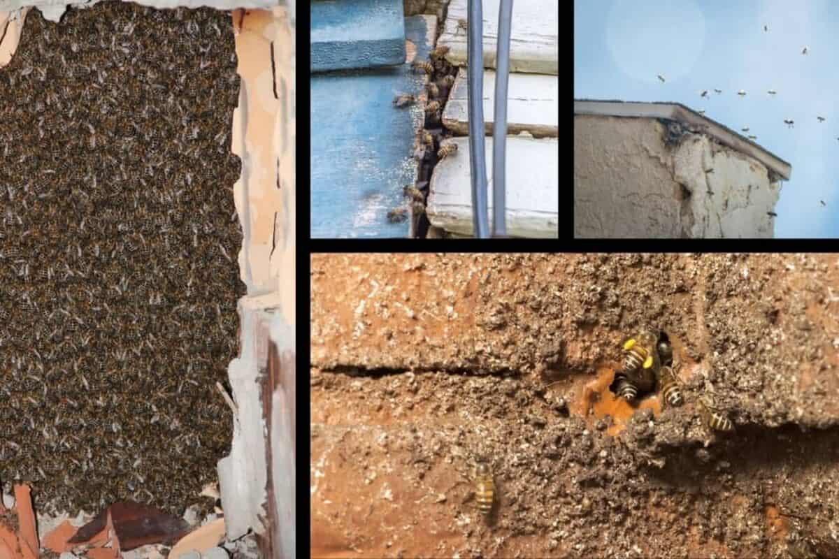 Tips for Beekeepers: What to Do When You Find a Bee in the House at Night