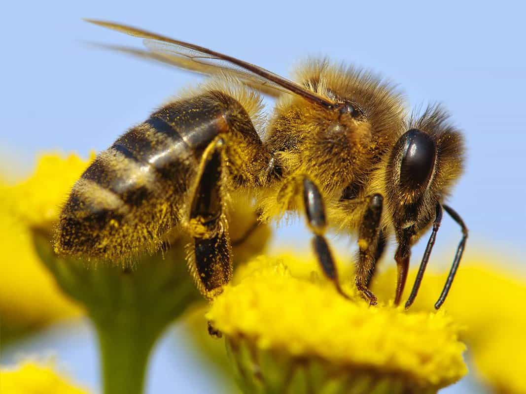 Bee Pollination