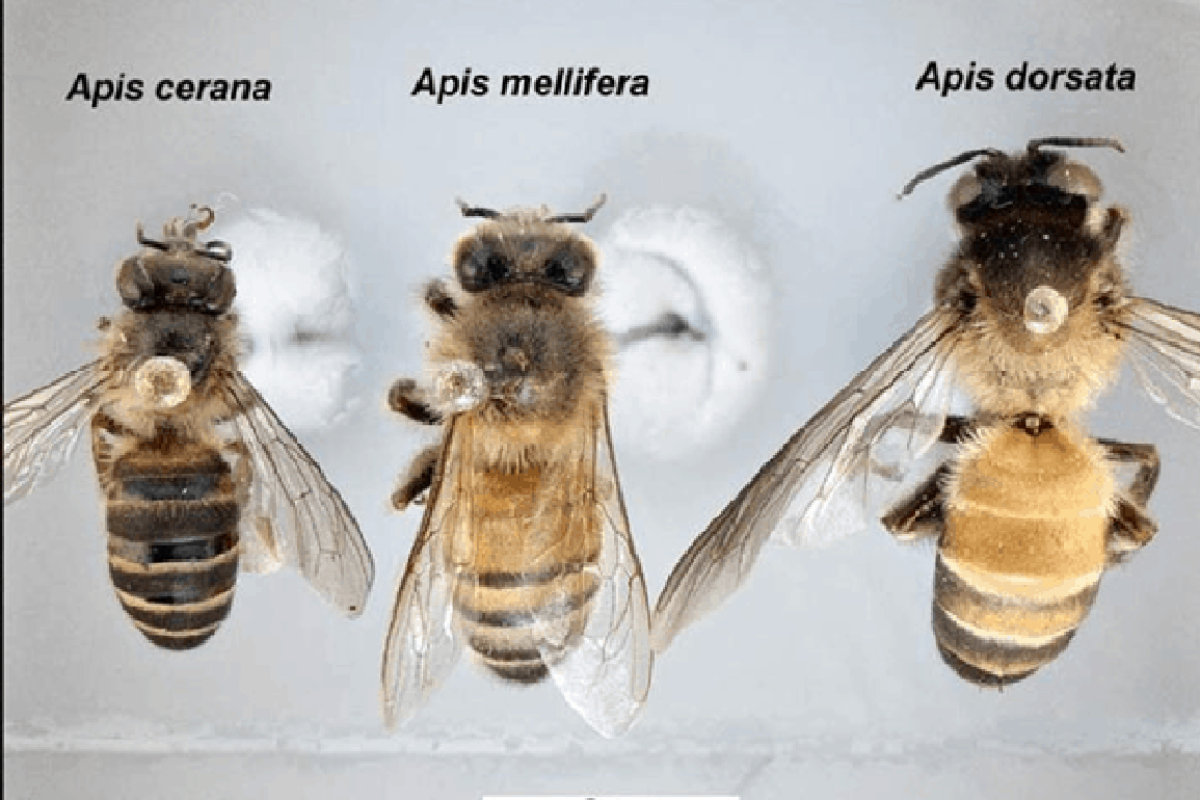 Introducing the “Bee Species Name” – A Must-Have for Beekeepers!