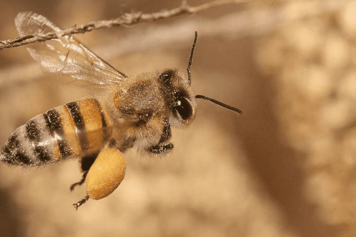Uncover the Mystery of the Rare Bee with Orange Legs: All You Need to Know About Beekeeping