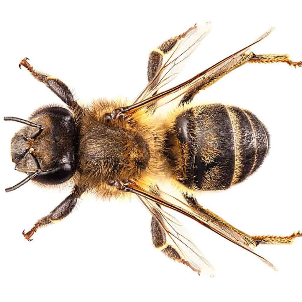 Bee With Yellow Legs