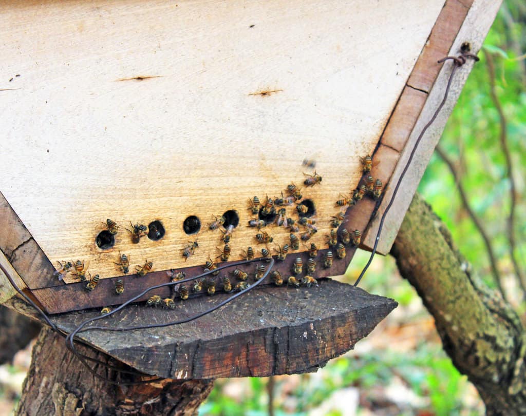 Beekeeping And Honey Production
