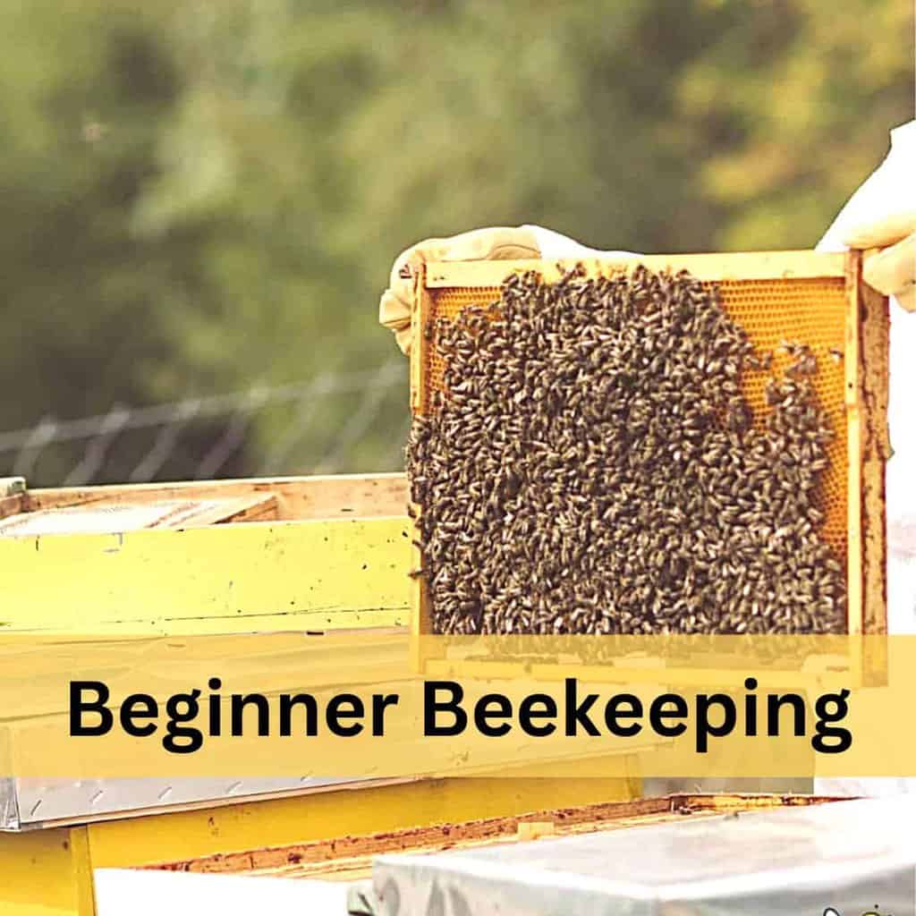 Beekeeping Basics