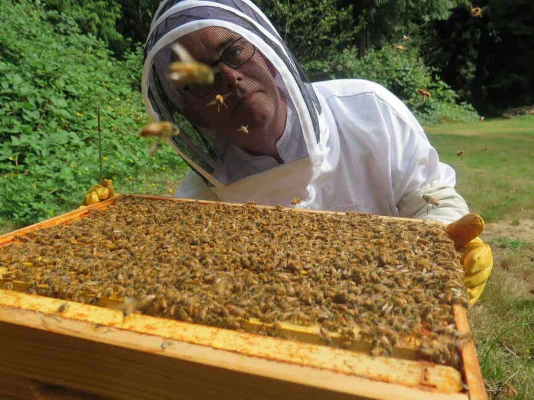 Beekeeping Benefits Of A Bee With A Long Stinger