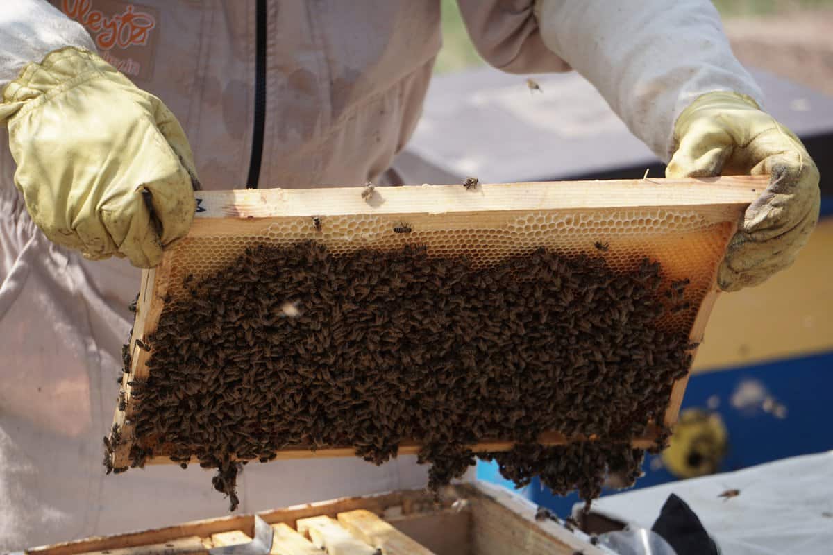 Beekeeping Practices