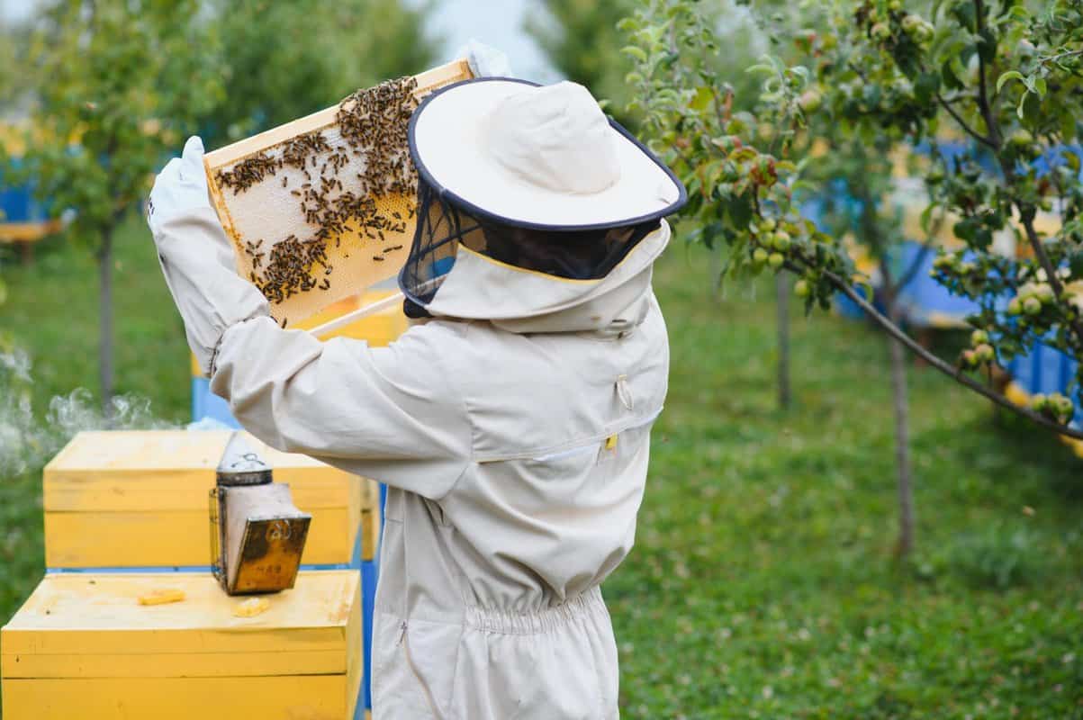 Beekeeping Practices That Help Keep Bees Around