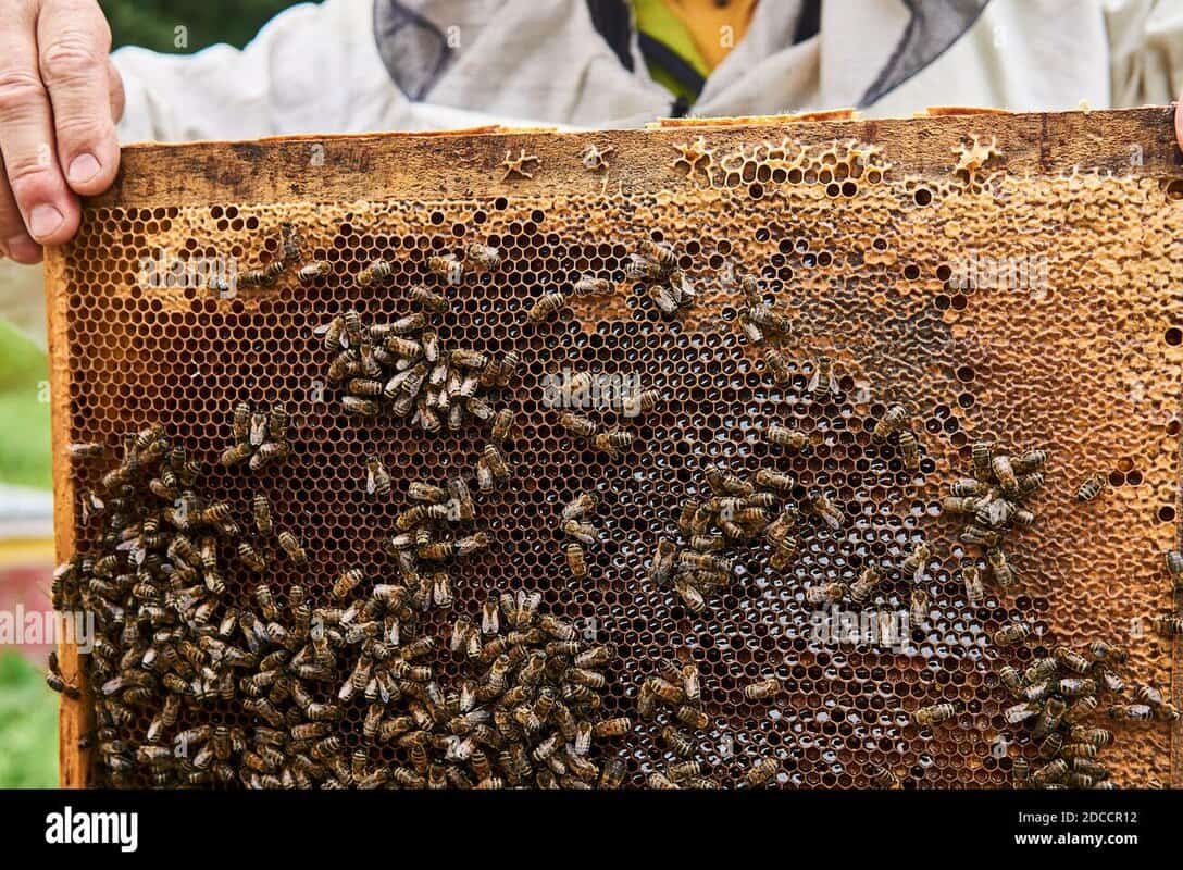 Beekeeping With Dark Bees