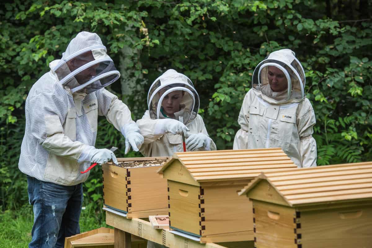 Discover the Amazing Bees Family and Beekeeping