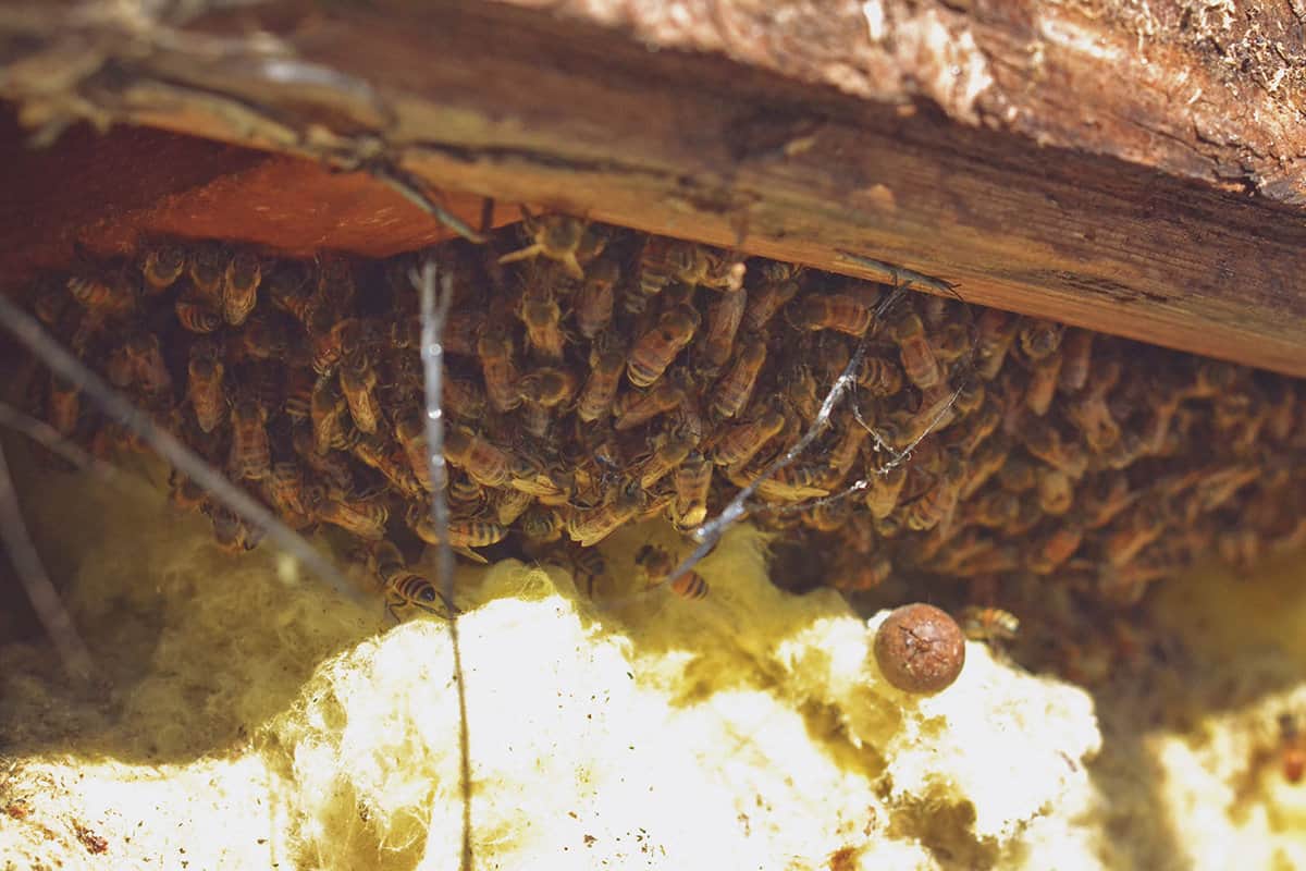 Beekeeping: How to Keep Bees in Your Basement