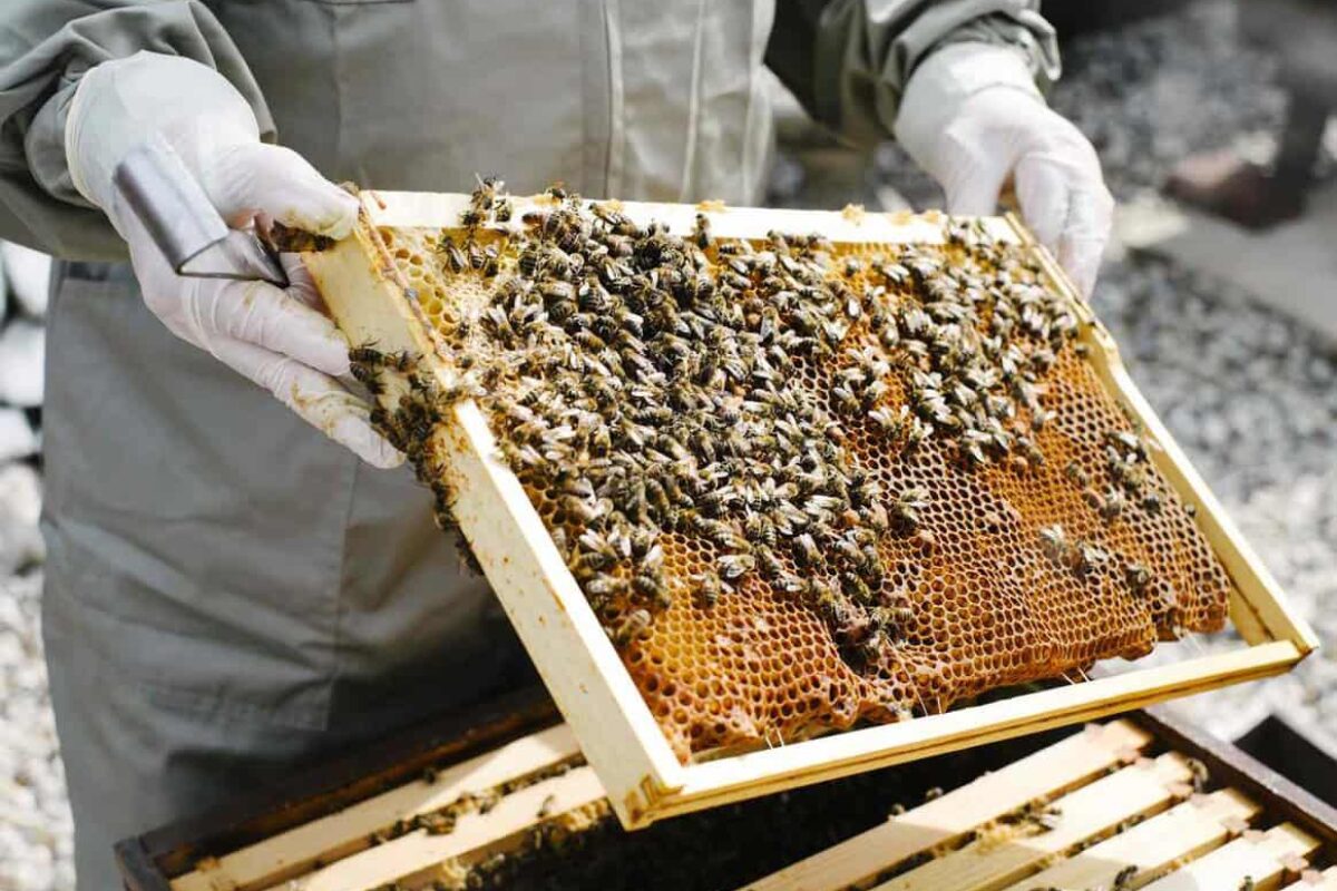Beekeeping: How to Care for Your Bees in Hive