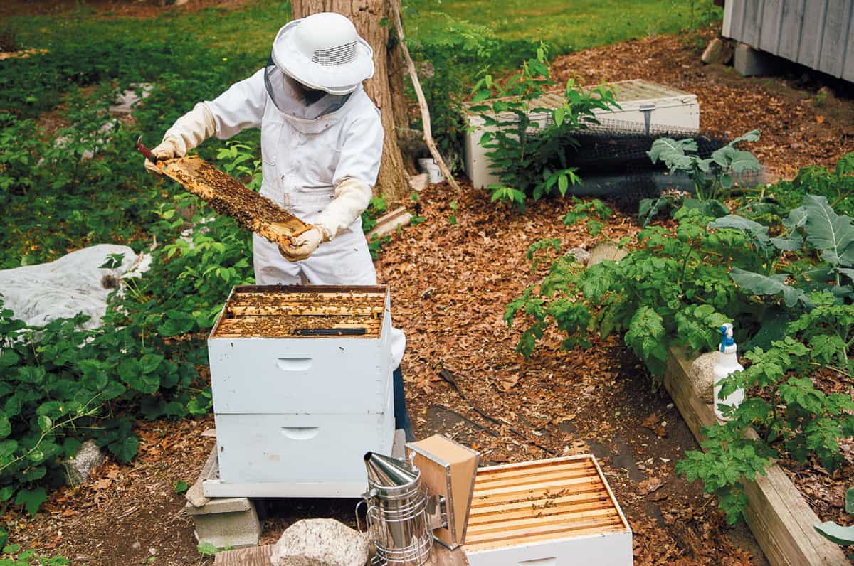 Benefits Of Beekeeping In Your Basement