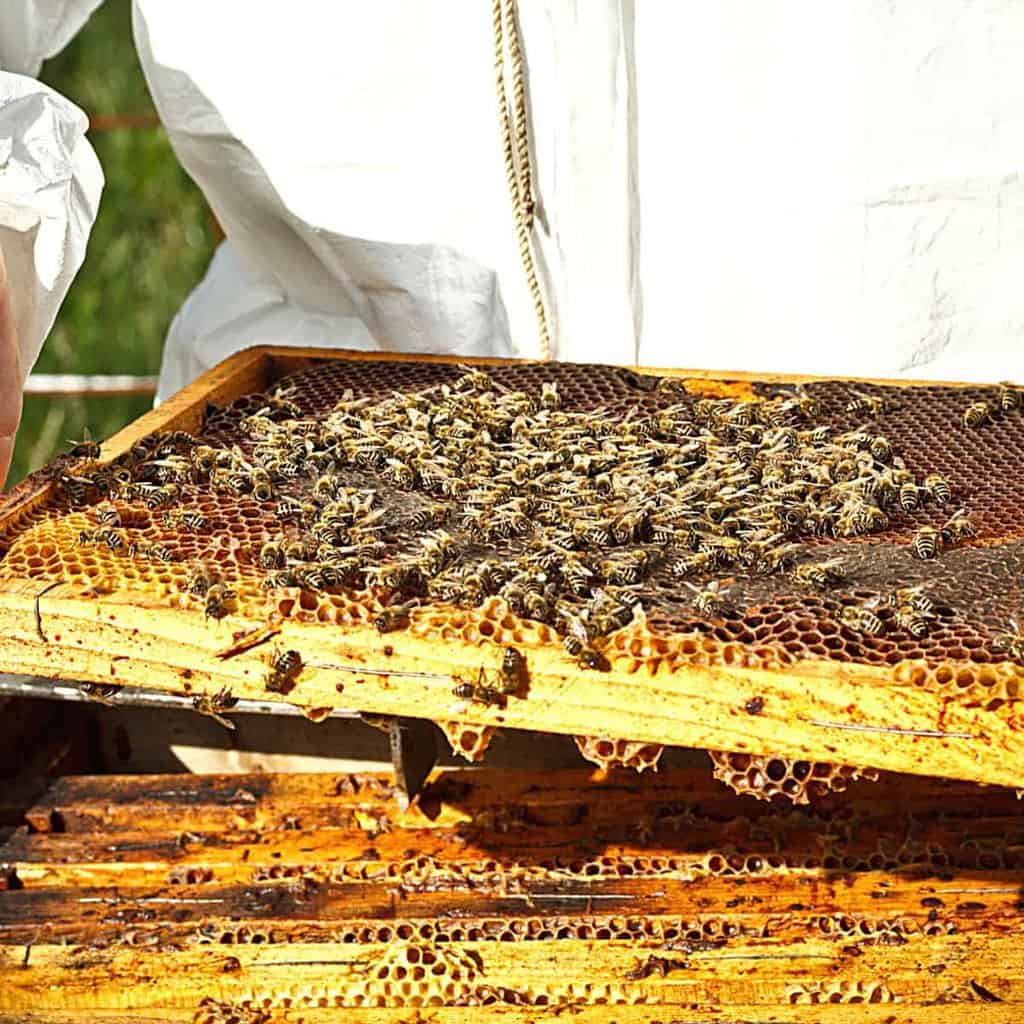 Benefits Of Beekeeping With A Big Stinger