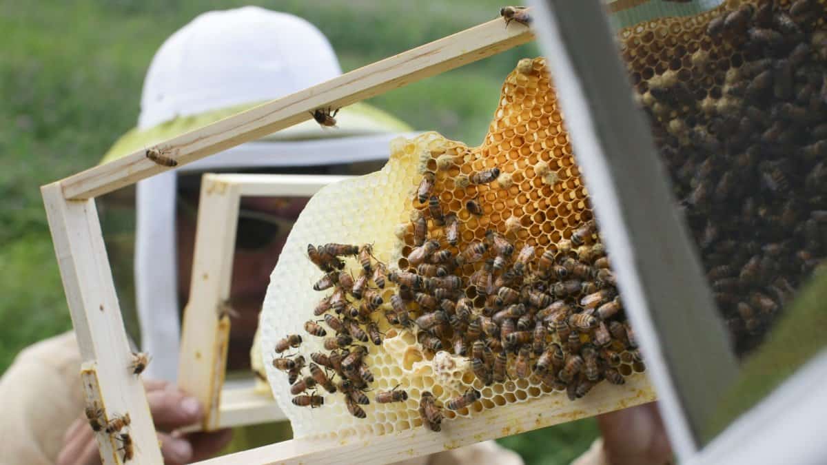 Benefits Of Beekeeping With Furry Bees