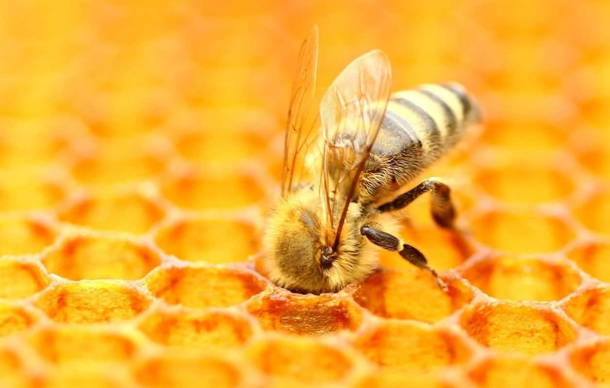 Benefits Of Ground Bees