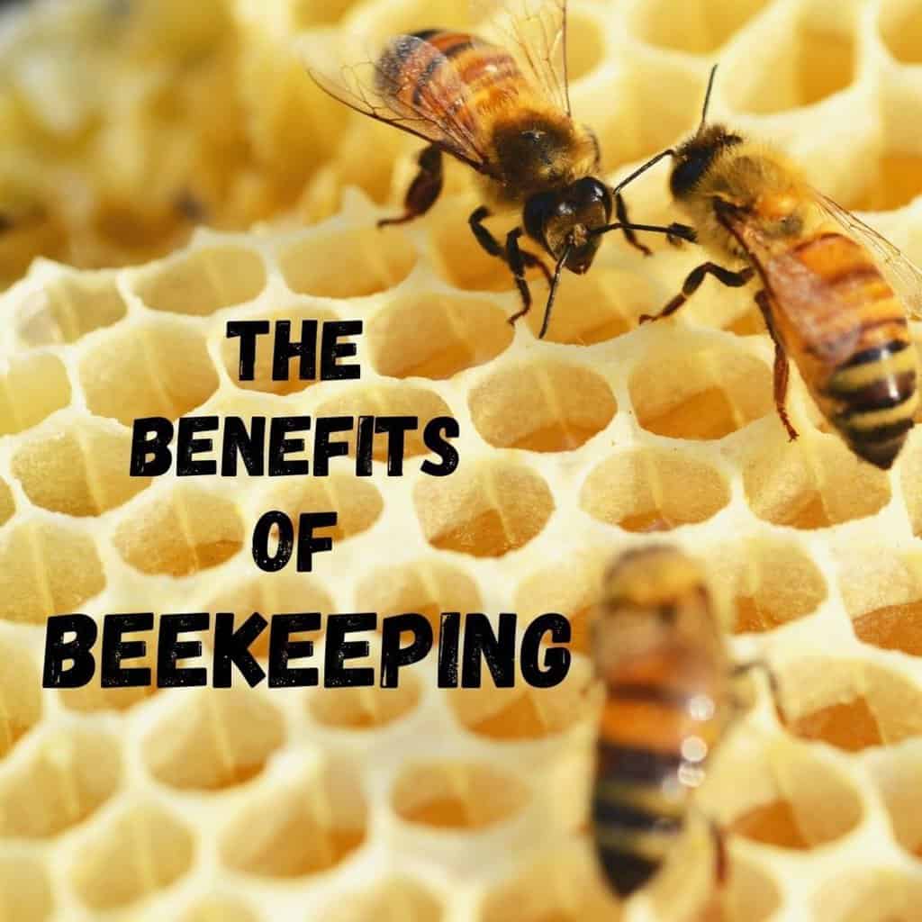 Benefits Of Having A Queen Bee