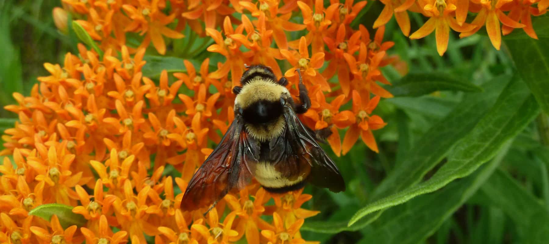 Benefits Of Having Bumblebees With Orange Legs