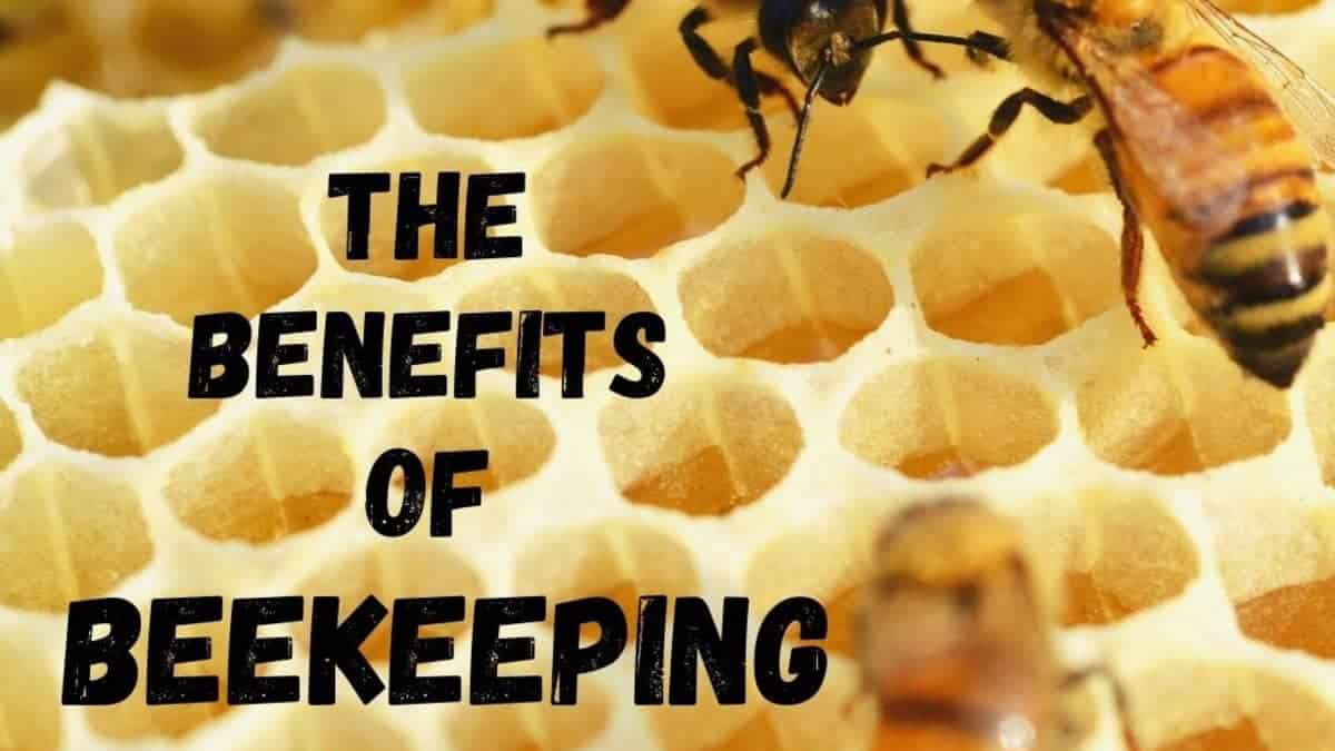 Benefits Of Keeping Big Honey Bees