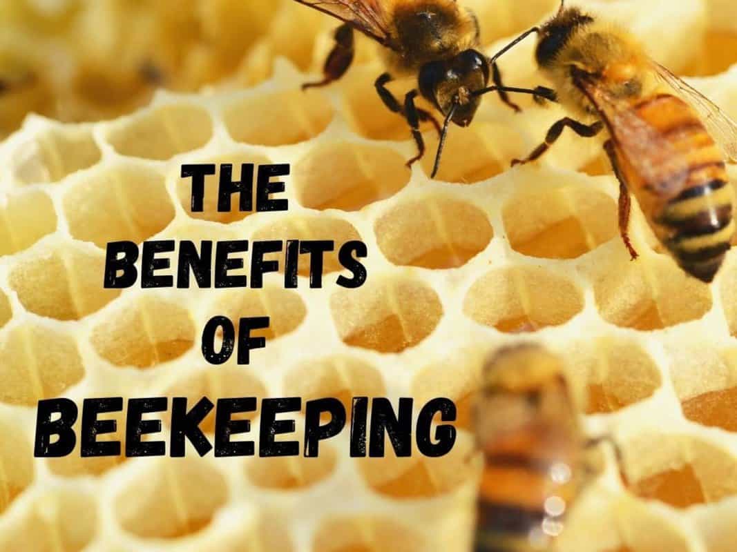 Benefits Of Keeping Different Bee Species