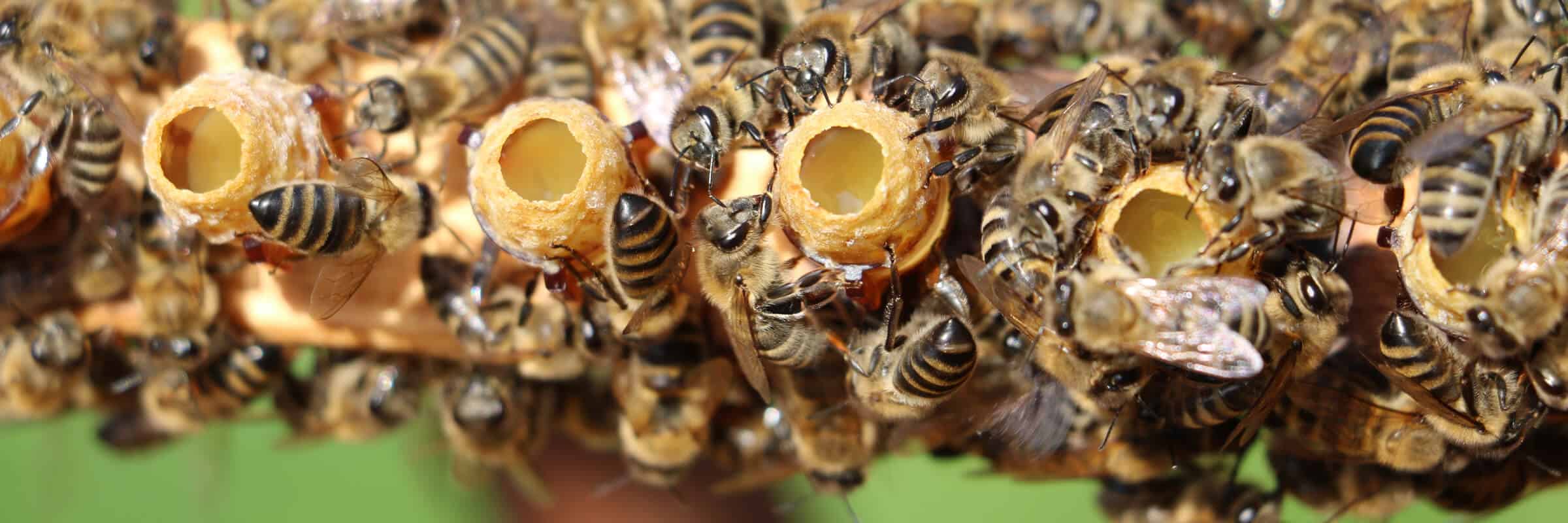 Benefits Of Raising A Queen Bee
