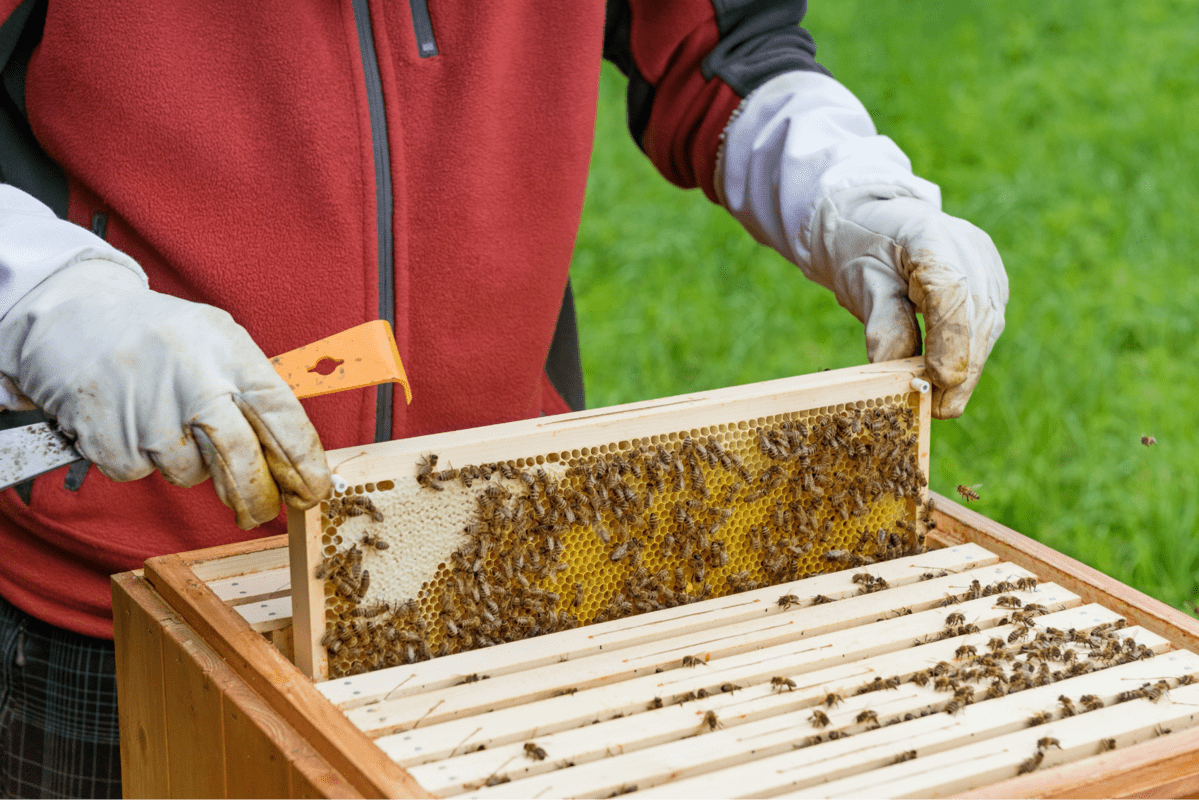 Benefits Of Shiny Bee