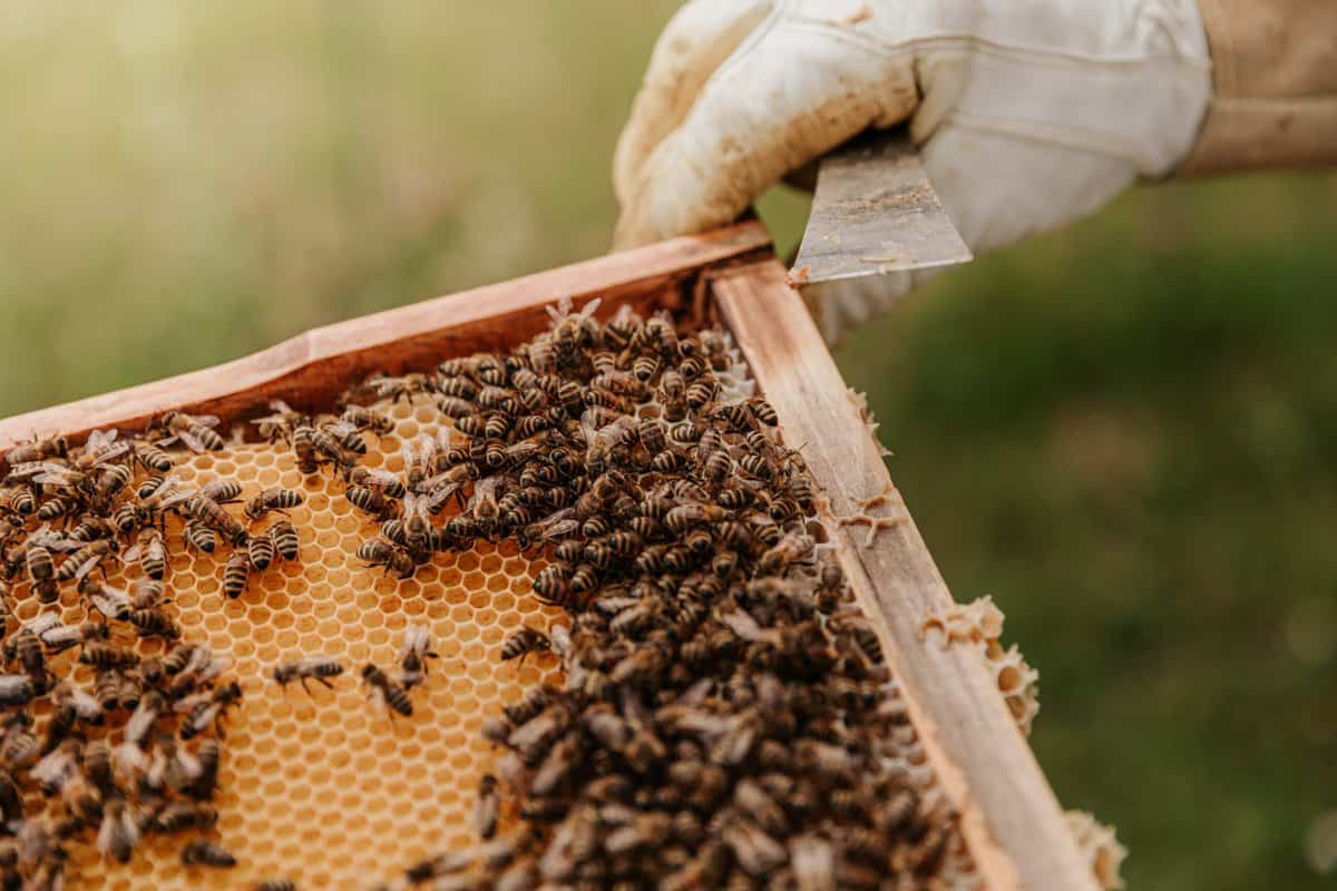 Best Practices For Beekeeping
