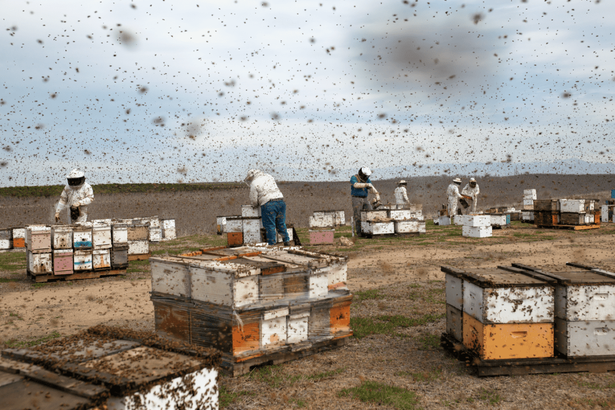 Big Honey Bee: The Secret To Successful Beekeeping