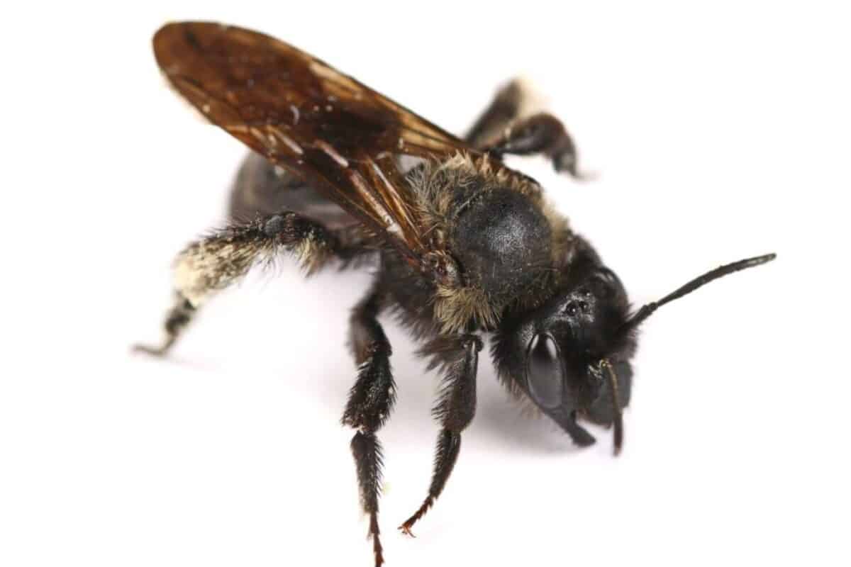 Unlock the Secrets of Keeping Black Bees in Beekeeping