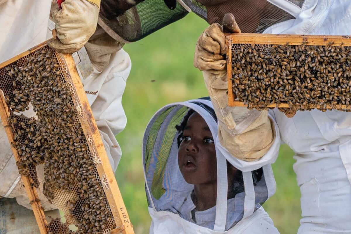 Harness the Power of the Black Honey Bee in the US for Beekeeping!